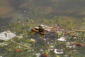 frog sitting in pond water close up Royalty Free Stock Photo