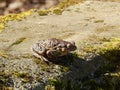 A frog is sitting on a rock Royalty Free Stock Photo