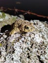 frog sitting on a rock covered with white algae and dirt