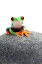 Frog sitting on rock isolated on white Royalty Free Stock Photo