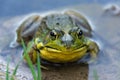 Frog sitting in shallow water Royalty Free Stock Photo