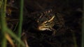 Frog resting in shallow water Royalty Free Stock Photo