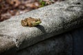 Frog Basking in the Sun Royalty Free Stock Photo