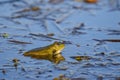 a frog sitting on the surface