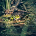 A frog is sitting in a swam.