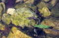 The frog sitting in the water close-up Royalty Free Stock Photo