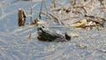 A frog sitting in the water and croak