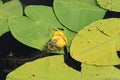 Frog sitting on the water flower Royalty Free Stock Photo