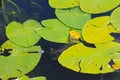 Frog sitting on the water flower Royalty Free Stock Photo