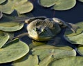 Frog photo stock. Image. Picture. Portrait. Frog sitting on a water lily leaf. Looking at camera. Royalty Free Stock Photo