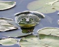 Frog photo stock. Frog sitting on a water lily leaf in the water displaying green body, head, legs, eye. Image. Picture. Royalty Free Stock Photo