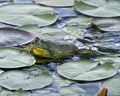 Frog photo stock. Frog sitting on a water lily leaf in the water displaying green body, head, legs, eye in its environment and Royalty Free Stock Photo