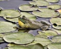 Frog photo stock.Frog sitting on a water lily leaf in the water displaying green body, head, legs, eye   Image. Picture. Portrait. Royalty Free Stock Photo