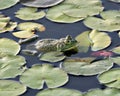 Frog photo stock. Frog sitting on a water lily leaf in the water displaying green body. Image. Picture. Portrait Royalty Free Stock Photo