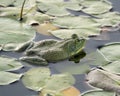 Frog photo stock.Frog sitting on a water lily leaf in the water displaying green body, head, legs, eye in its environment and Royalty Free Stock Photo