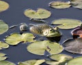 Frog photo stock. Frog sitting on a water lily leaf in the water displaying green body, head, legs, eye in its environment and Royalty Free Stock Photo