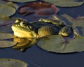 Frog photo stock. Frog sitting on a water lily leaf in the water with frog reflection, displaying green body, head, legs, eye in Royalty Free Stock Photo