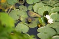 Frog on lily pad in pond in New England Royalty Free Stock Photo