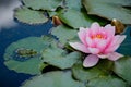 Frog sitting on waterlily leaf beside beauiful lotus-flower in a pond, close-up Royalty Free Stock Photo