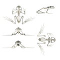 Frog skeleton Royalty Free Stock Photo