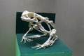 Frog skeleton Royalty Free Stock Photo