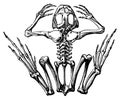 Frog skeleton I Antique Scientific Illustrations Royalty Free Stock Photo