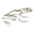 Frog skeleton from side Royalty Free Stock Photo