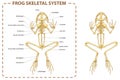 Frog - skeleton Royalty Free Stock Photo
