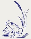 Frog sketch