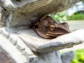 Frog sleep Royalty Free Stock Photo