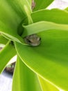 Frog sleeping in a leaf Royalty Free Stock Photo