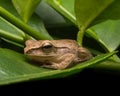 Frog /a small toad