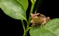 Frog /a small toad Royalty Free Stock Photo