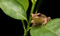 Frog /a small toad