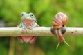 Frog with snail, tree frog, flying frog, Royalty Free Stock Photo