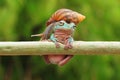 Frog with snail, tree frog, flying frog, Royalty Free Stock Photo