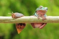 Frog with snail, tree frog, flying frog, Royalty Free Stock Photo