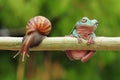 Frog with snail, tree frog, flying frog, Royalty Free Stock Photo