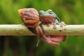 Frog with snail, tree frog, flying frog, Royalty Free Stock Photo