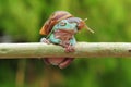 Frog with snail, tree frog, flying frog, Royalty Free Stock Photo