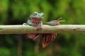 Frog with snail, tree frog, flying frog, Royalty Free Stock Photo