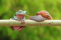 Frog with snail, tree frog, flying frog, Royalty Free Stock Photo