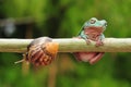 Frog with snail, tree frog, flying frog, Royalty Free Stock Photo