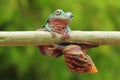 Frog with snail, tree frog, flying frog, Royalty Free Stock Photo