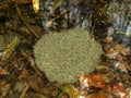 Frog spawn