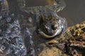 Frog with spawn Royalty Free Stock Photo