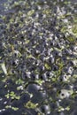 Frog spawn