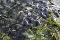 Frog spawn Royalty Free Stock Photo