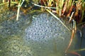 Frog Spawn