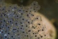 Frog Spawn on a garden pond